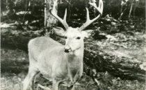 Print, Real Photo Postcard