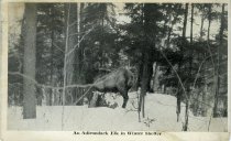 An Adirondack Elk in Winter Shelter