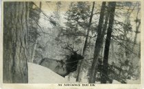 An Adirondack Bull Elk