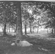 Sheep resting among the trees, most likely in the Kincardine area.