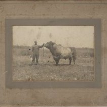 Bruce County prize bull