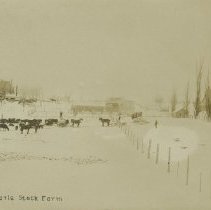 Albemarle Stock Farm