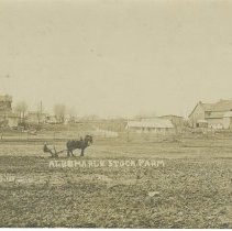 Albemarle stock farm