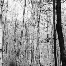 K-60-02-18 Bush area where Dargovel was killed, Sullivan Township