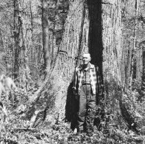 K-60-02-19 Largest elm in Krug Bros. Kinghurst bush