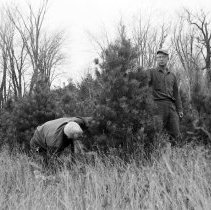 K-66-19-03 Howard Krug & Ed Yule cutting scotch pine christmas trees