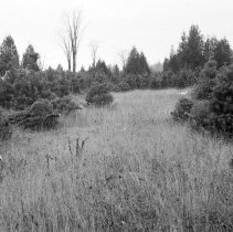 K-66-19-04 Howard Krug & Ed Yule cutting scotch pine christmas trees