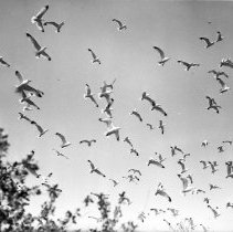 A2013.012.02283 - Birds in sky, Chantry Island, 1950s