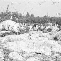 K-65-08-13 Herring & Ring Bill Gulls, Chantry Island, 1965