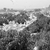 K-65-08-14 Herring & Ring Bill Gulls, Chantry Island ,1965