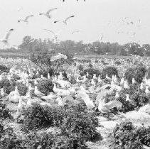 K-65-08-15 Herring & Ring Bill Gulls, Chantry Island ,1965