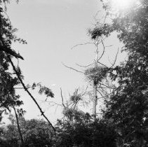 K-65-08-02 Great Blue & Black-Crowned Night Heron nests, Chantry Island