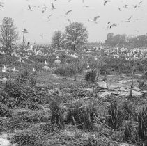 K-65-08-05 Herring & Ring-Billed Gulls, Chantry Island, 1965