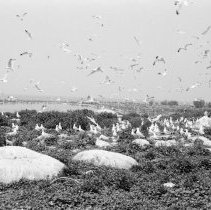K-65-08-06 Herring & Ring-Billed Gulls, Chantry Island, 1965