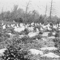 K-65-08-07 Herring & Ring-Billed Gulls, Chantry Island, 1965