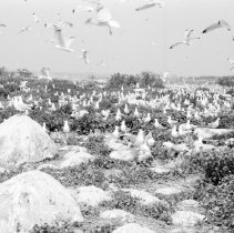 K-65-08-08 Herring & Ring-Billed Gulls, Chantry Island, 1965