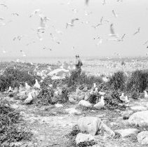 K-65-08-09 Herring & Ring-Billed Gulls, Chantry Island, 1965