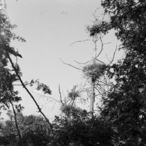 K-65-08-01 Great Blue & Black-Crowned Night Heron nests, Chantry Island