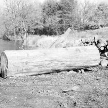 K-74-18-10 Elm log from big elm at Krug Bros. Kinghurst Bush, Chesley, ON