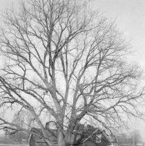 K-74-18-36 Old Lamont homestead, Lot 35, Conc. __, Bruce Twp., Nov. 1974