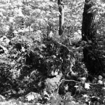 K-84-06-000 Walking Fern on limestone boulder in Kinghurst tract