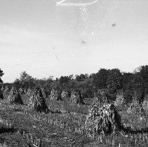 K-61-01-19 Corn stocks just south of Traverston, Fall 1960