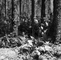 K-61-02-31 Stemless lady slipper - Bog on 2nd Con., Sullivan Township, 1961