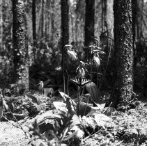 K-61-02-32 Stemless lady slipper - Bog on 2nd Con., Sullivan Township, 1961