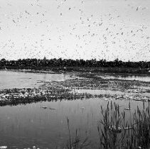 K-61-02-37 Barrier Island off Hope Bay, Bruce Peninsula, June 1961