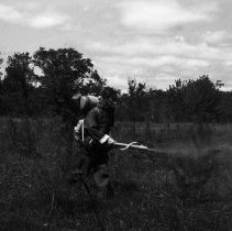 K-61-02-27 Spraying scotch pine with D.D.T .- S.V.A., June 1960