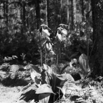 K-61-02-28 Stemless lady slipper - Bog on 2nd Con., Sullivan Township, 1961