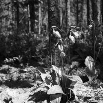 K-61-02-29 Stemless lady slipper - Bog on 2nd Con., Sullivan Township, 1961