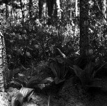 K-61-02-30 Stemless lady slipper - Bog on 2nd Con., Sullivan Township, 1961