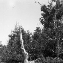 K-61-03-01 North end of Barrier Island, Georgian Bay, 1961