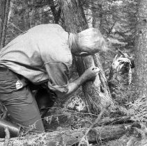 K-61-04-19 Howard Krug examing original survey marks placed on tree in 1855