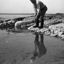 K-63-08-13 Jack Graper releases banded duck, Howdenvale, 1963