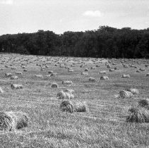 K-63-08-24 Baled hay, Orville Monk, Lot 26, Con. XIII, Brant Township, 1963