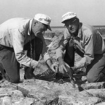 K-63-08-11 Howard Krug and Jack Graper banding young black duck, 1963