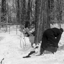 K-65-04-06 Howard McNabb cutting large hard maple at Krause bush, 1965