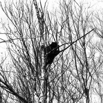 K-66-07-06 Porcupine up in tree on Bruce Trail near Driftwood Cove, 1966