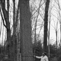 K-67-17-01 Howard McNabb of Owen Sound measuring large basswood on bush lot