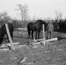 K-67-19-14 Selling the colts, Holland Township, 1967