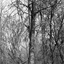 K-67-19-20 Sycamore tree on Lot 5, Con. VII