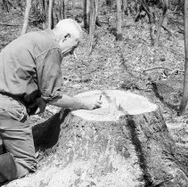 K-69-11-11 Howard with white pine stump #A, Chepstow, May 1969