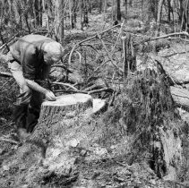 K-69-11-12 Howard with white pine stump #B, Chepstow, May 1969