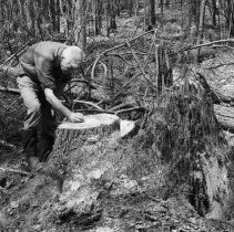K-69-11-13 Howard with white pine stump #B, Chepstow, May 1969