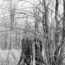 K-69-11-14 Pine stump from original forest on 20th Sideroad, Chepstow, 1969