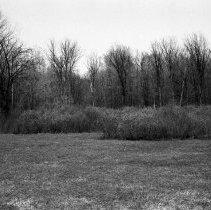 K-69-11-15 Edge of Greenock Swamp near pine stump, Chepstow, 1969