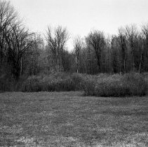 K-69-11-16 Edge of Greenock Swamp near pine stump, Chepstow, 1969