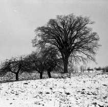 K-69-11-26 Krug Plantation at Cotter Farm, Townline of Sullivan & Bentinck